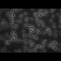 GTTP02500美国Millipore Isopore聚碳酸酯0.2um亲水25mm表面滤膜