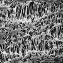 美国密理博Millipore PTFE聚四氟乙烯表面滤膜