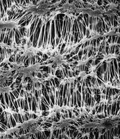 美国密理博 Fluoropore、Mite、LCR 和 Omnipore表面滤膜详细技术参数以及滤膜代码大全