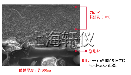 Strat-M™Membrane人工皮肤膜Franz膜结构